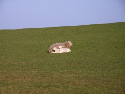 Schaf mit zwei Lmmchen auf dem Deich bei Finkhaushalligkoog