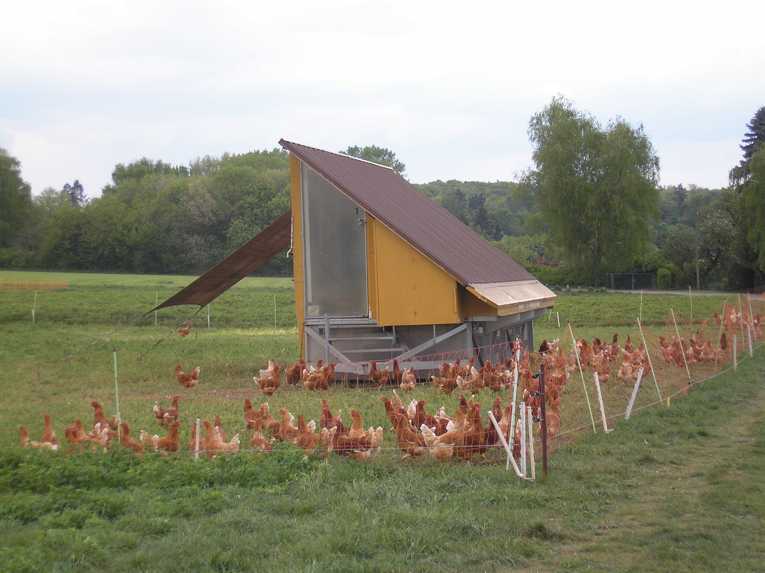 Mobiler Hühnerstall auf dem Hofgut Oberfeld in Darmstadt
