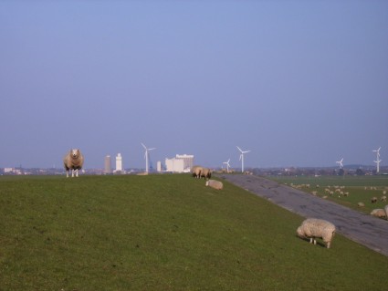 Blick auf den Deich nach Husum