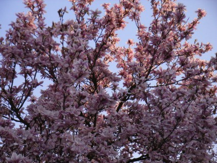 Magnolienblüte in Darmstadt
