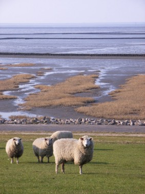 Blick zum Nordstrand-Damm