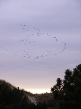 Zugvgel bei St. Peter-Ording